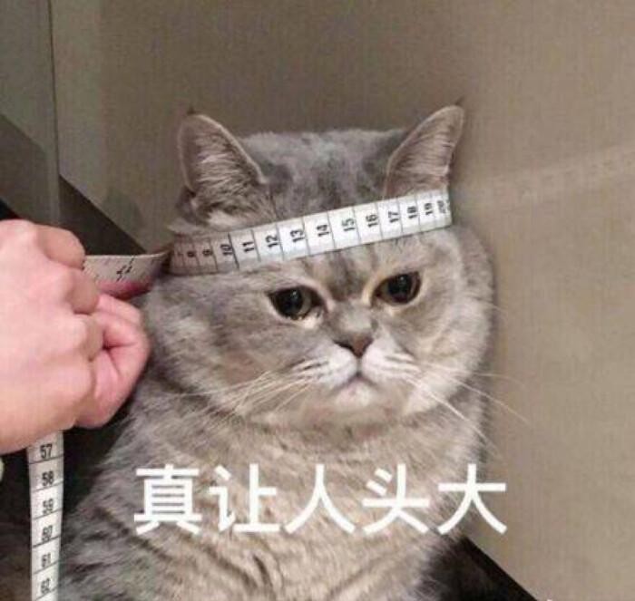 猫太胖了怎么减肥？