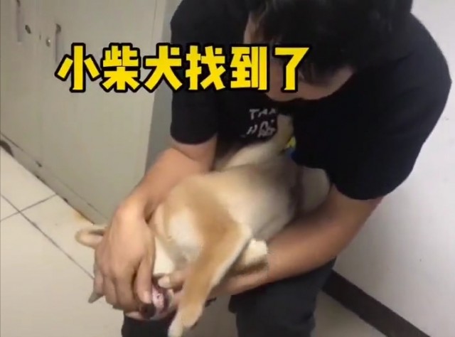 被虐待的小柴犬找回来了丢失的良心和善意还能找回吗