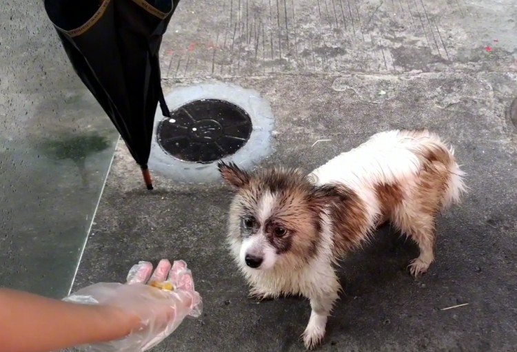 广东：流浪狗进店避雨，店长喂完，狗狗竟不走了，狗狗：别赶我走